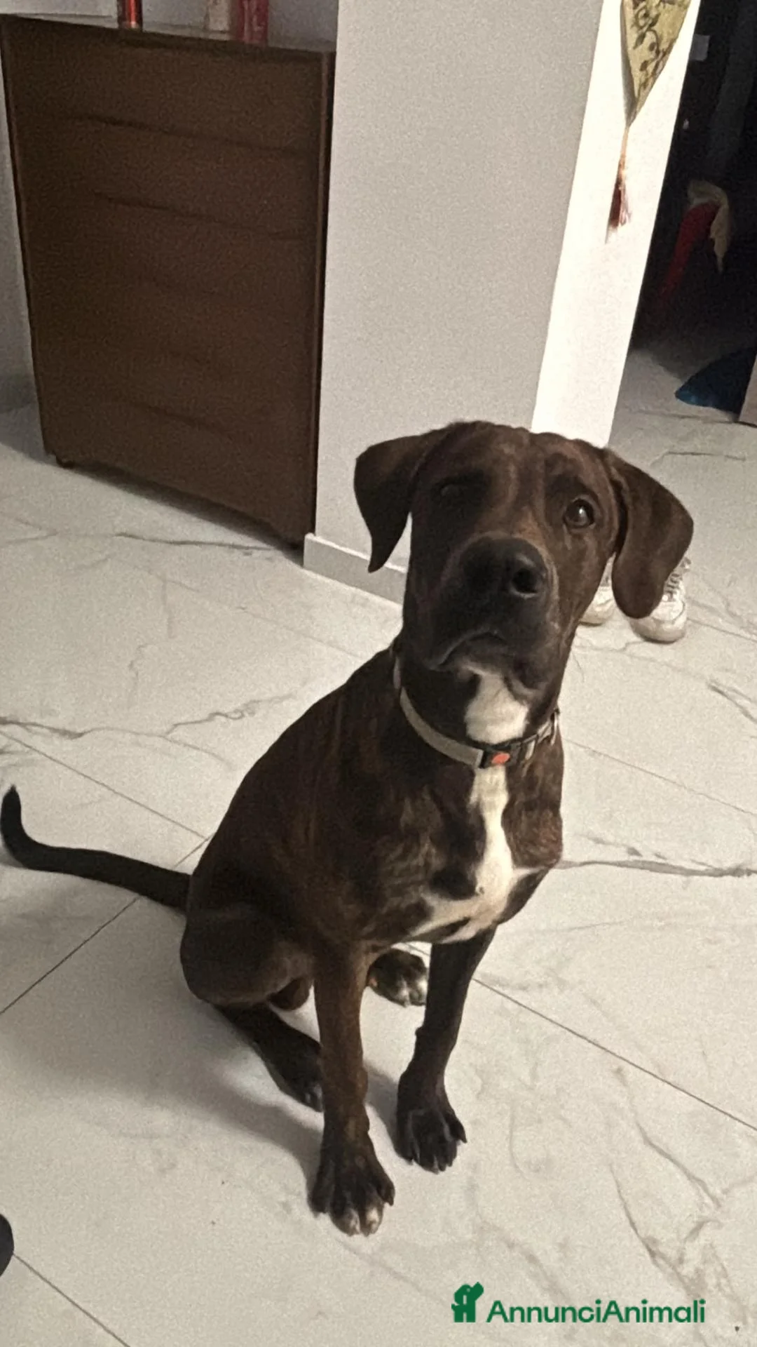 Meticcio cani in regalo: regalo  - Annuncio 1