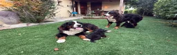 Bovaro del Bernese cani in vendita: Cucciole di Bovaro del Bernese - Annuncio 9