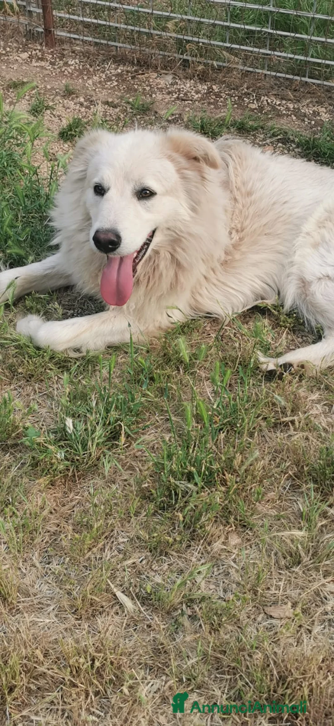 Meticcio cani in regalo: 2cucciole 2mesi futura tg medio grande.IRPINIA01 - Annuncio 4