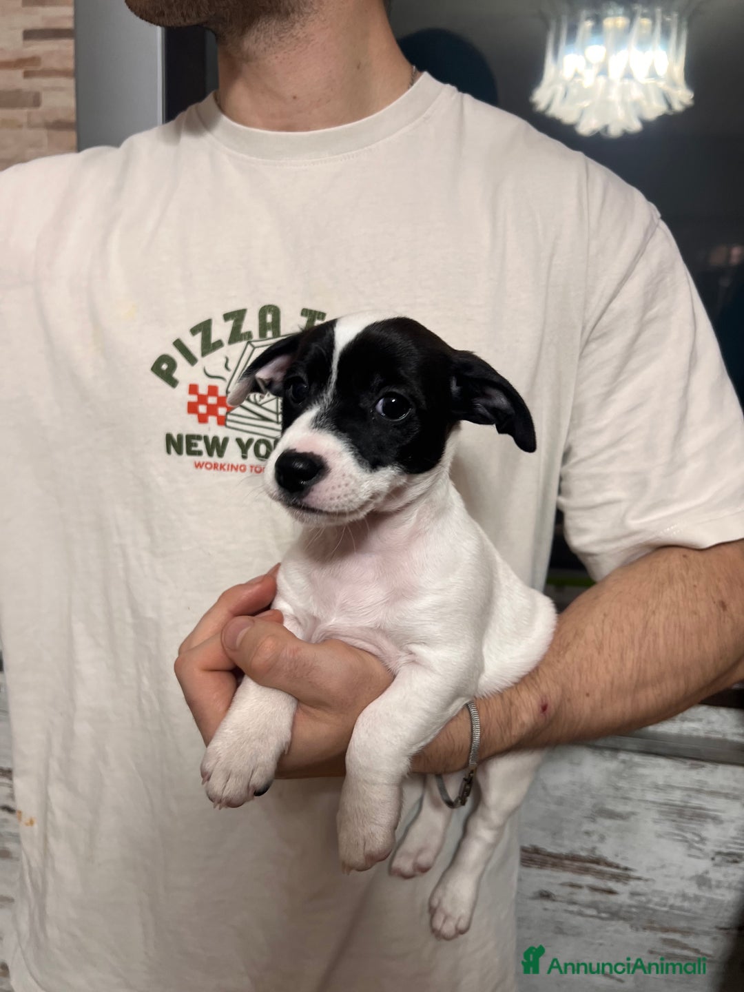 Jack Russell cani in vendita: Femmina Bianca e Nera, rarissima, unica - Annuncio 6