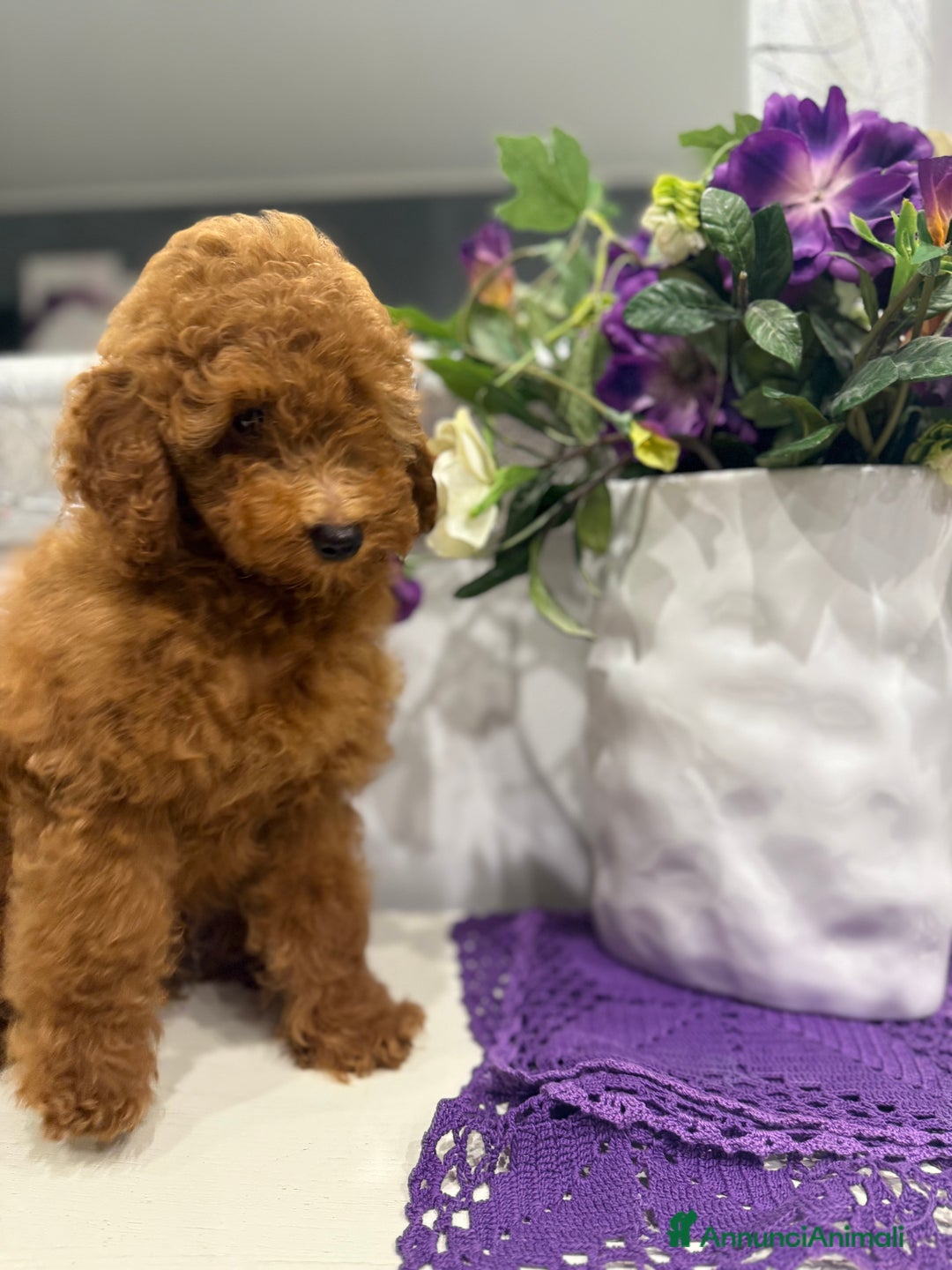 Barboncino cani in vendita: Barboncini nanetti 🐩🐩🐩 - Immagine 35