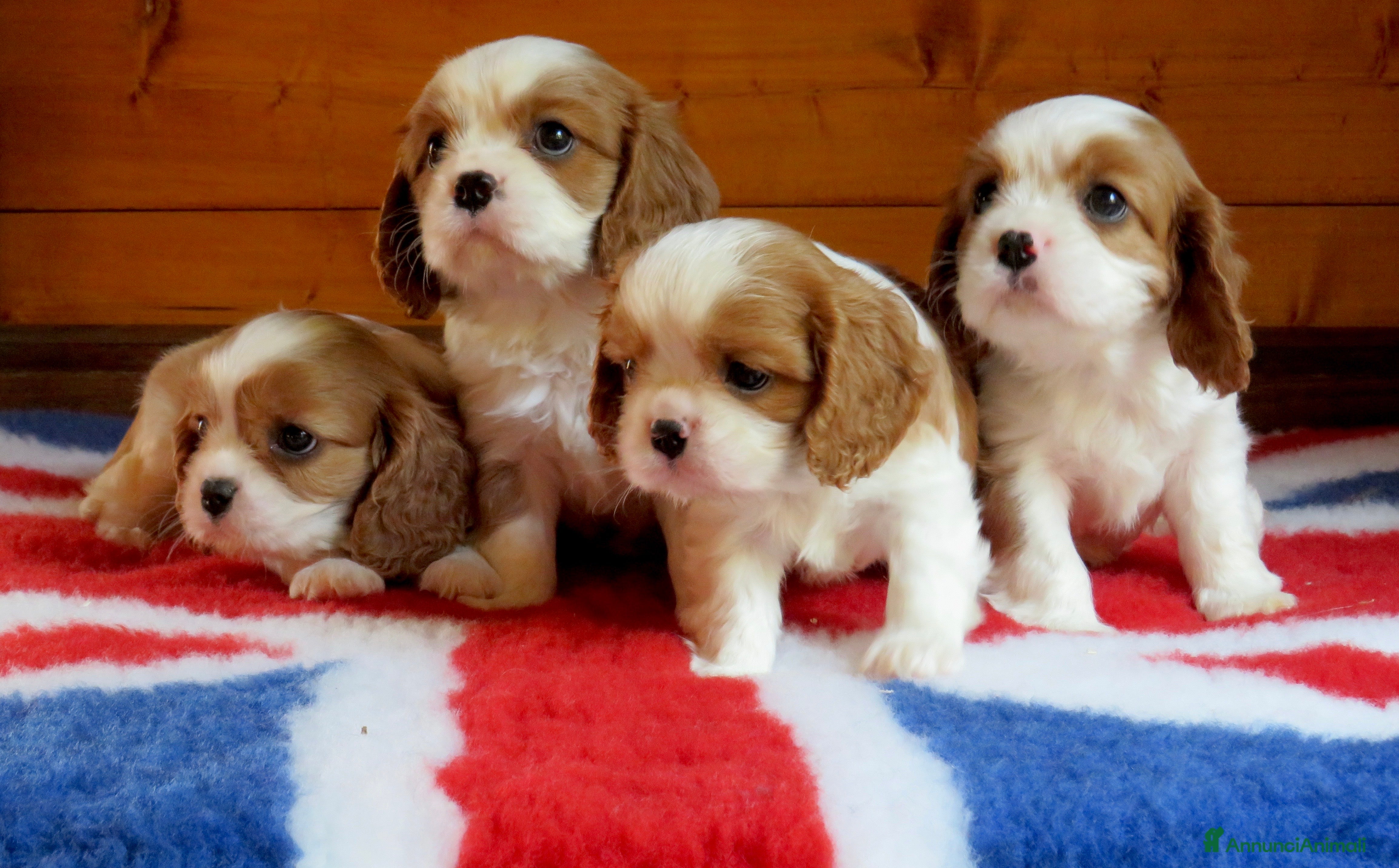 Cavalier King cani Cuccioli cavalier king pedigree ENCI  - Annuncio 1
