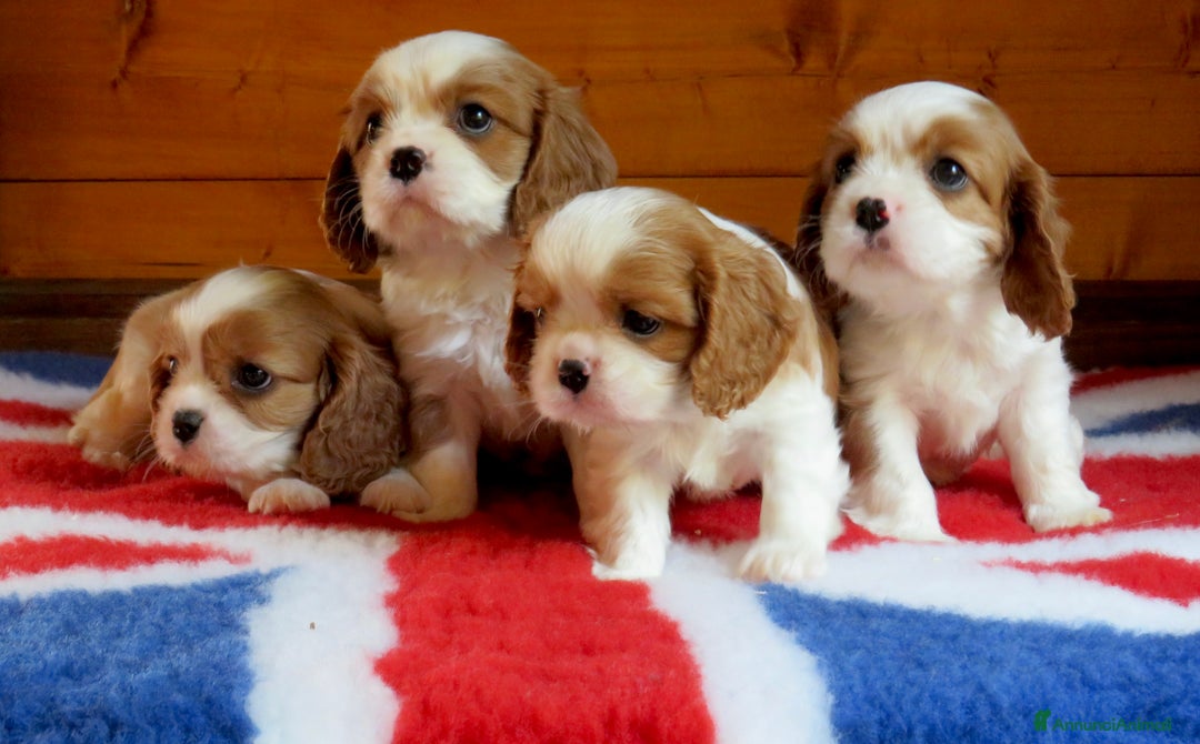 Cavalier King cani in vendita: Cuccioli cavalier king pedigree ENCI  - Annuncio 1