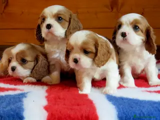 Cavalier King cani Cuccioli cavalier king pedigree ENCI - Annuncio 5