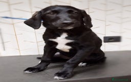 Meticcio cani in regalo: Giusy, cucciolona dolcissima e affettuosissima a Provincia di Modena - Immagine 3