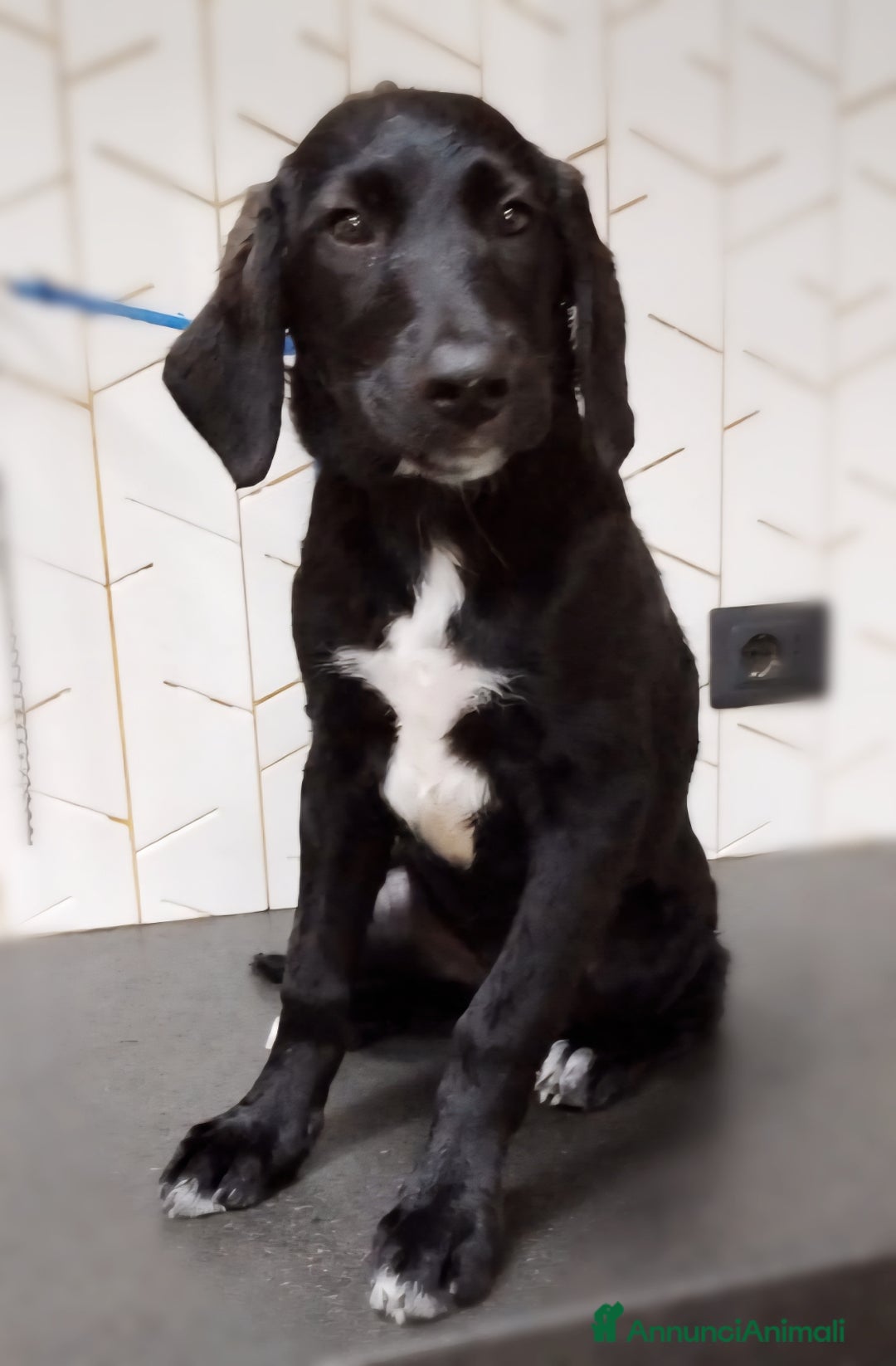 Meticcio cani in regalo: Giusy, cucciolona dolcissima e affettuosissima a Provincia di Modena - Immagine 3