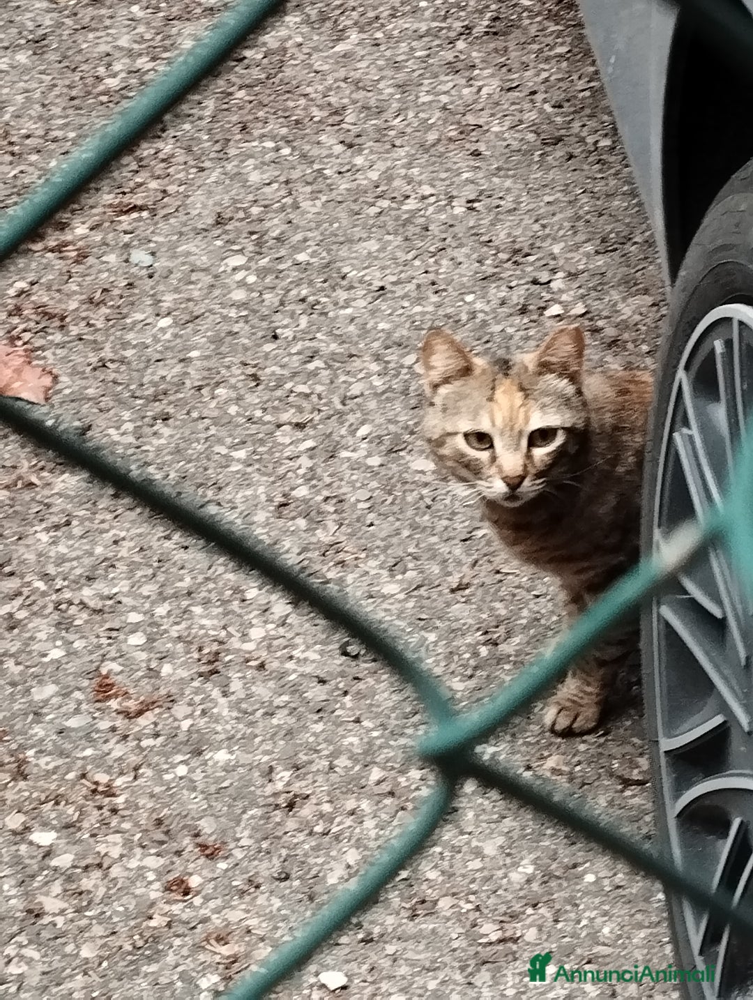 Europeo gatti in regalo: Tenera assuntina a Provincia di Viterbo - Annuncio 4