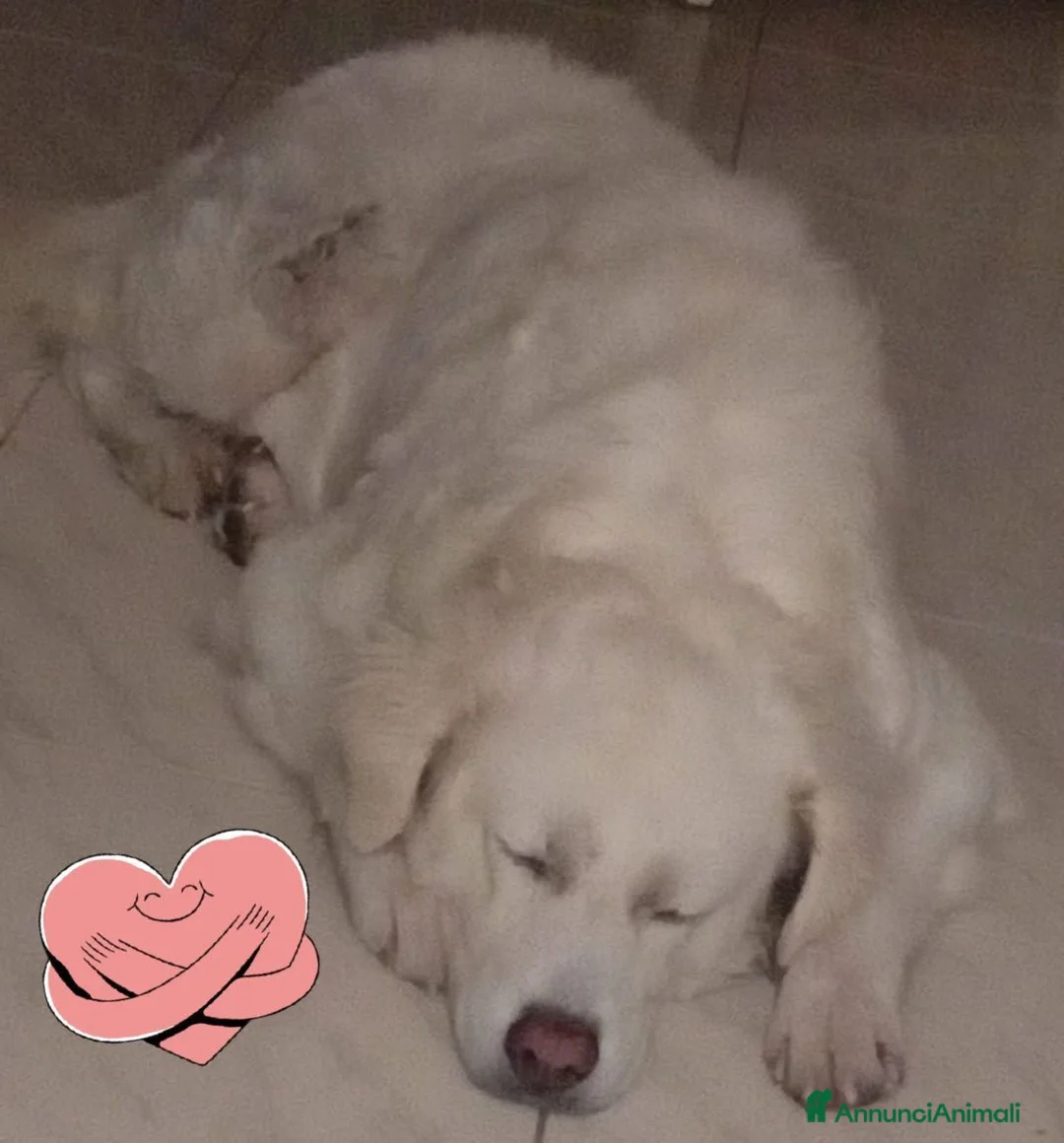 Meticcio cani in regalo: Fatima dolcissima e bravissima con tutti a Città Metropolitana di Firenze - Annuncio 2