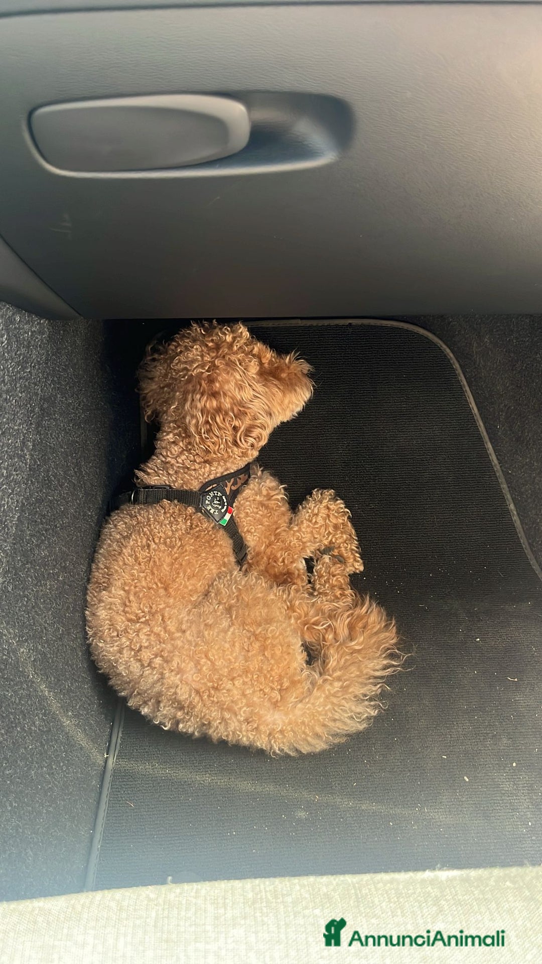 Barboncino Toy cani per accoppiamento: Cercasi barboncina toy/ mini per accoppiamento - Annuncio 4