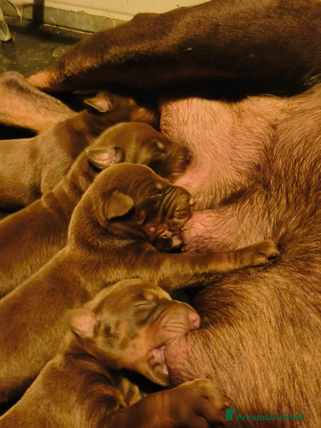 Dobermann cani in vendita: Dobermann cuccioli  - Annuncio 2