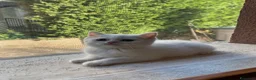 British gatti in vendita: 🐾 I piccoli gattini pelosi e adorabili  - Annuncio 11