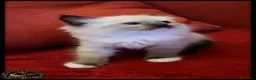 Ragdoll gatti in vendita: Ragdoll cuccioli con pedegree  - Annuncio 10