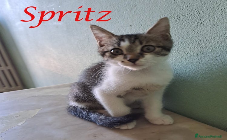 Europeo gatti a Provincia di Bergamo - Annuncio 17