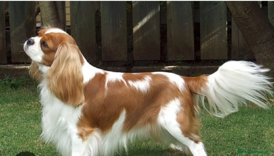 Cavalier King cani in vendita: Vendo bellissimo cucciolo di cavalier king maschio - Annuncio 8