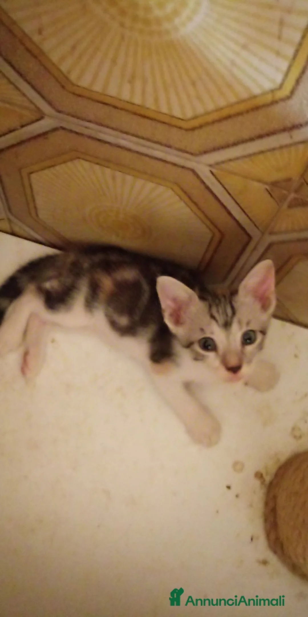 Europeo gatti in regalo: Gattini nati in casa - Annuncio 4