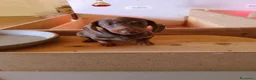 Bassotto Nano cani in vendita: Bassotto nano arlecchino cioccolato focato  - Annuncio 6