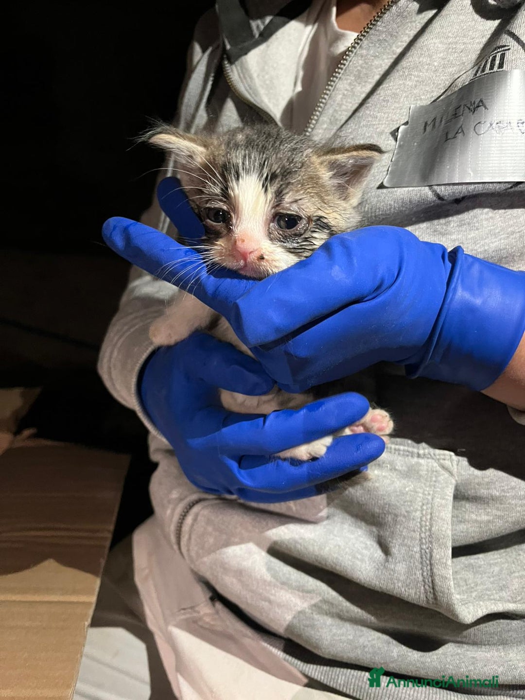 Meticcio gatti in regalo: Un grido dal cantiere - Annuncio 4