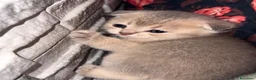 Scottish gatti in vendita: Cuccioli di Scottish Fold - Annuncio 3