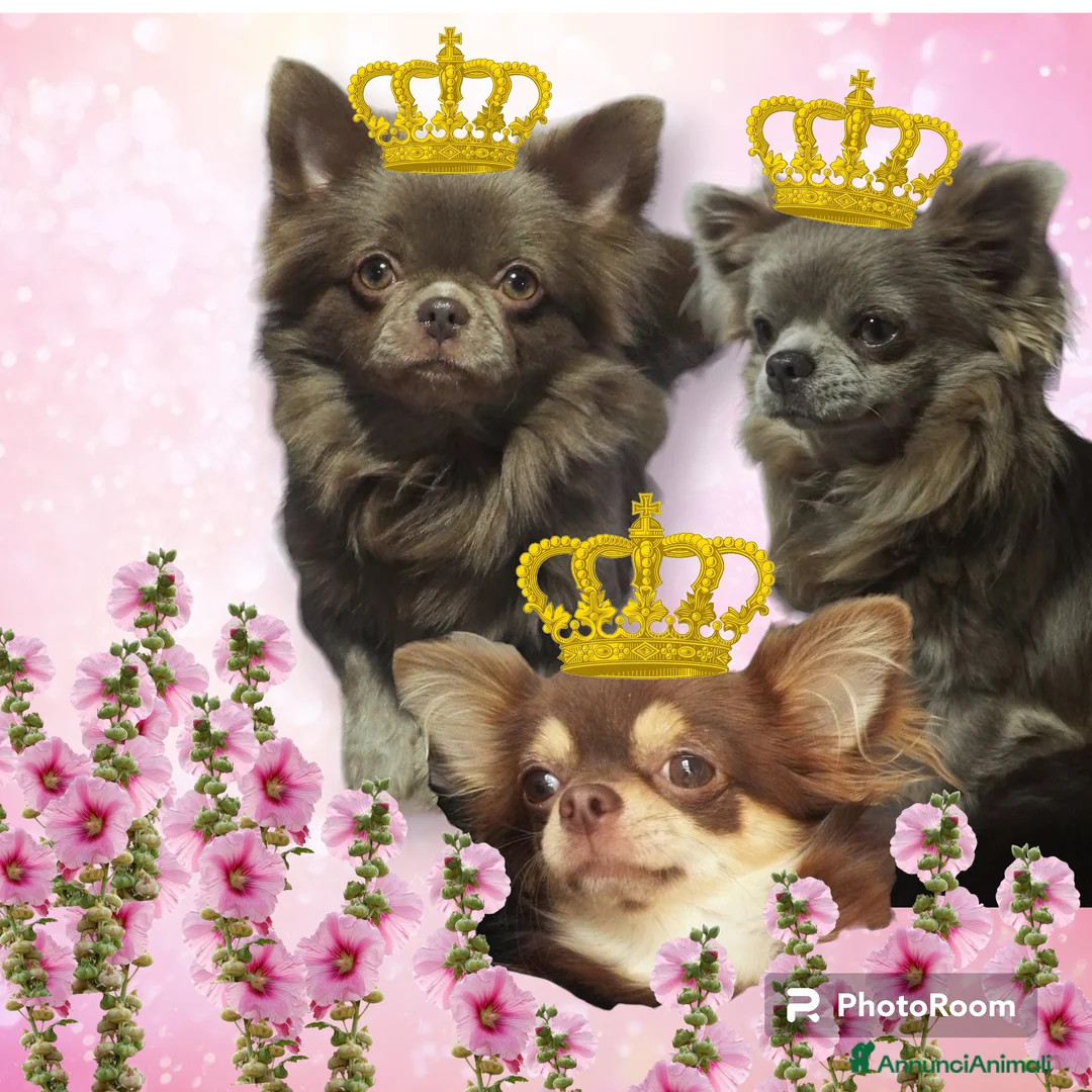 Immagine della galleria {{count}}