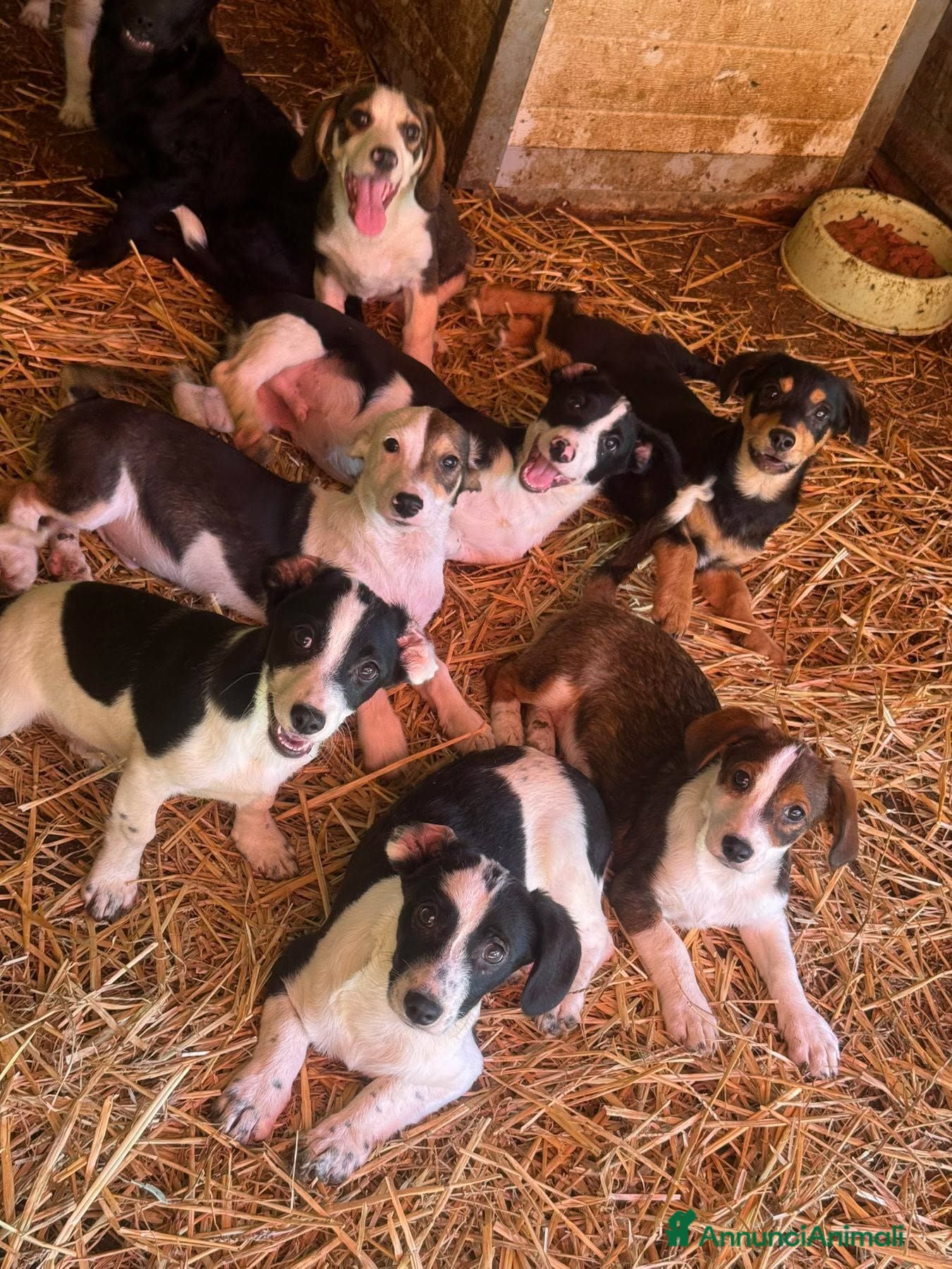 Meticcio cani TANTI CUCCIOLI TAGLIA PICCOLA!! Dolcissimi! - Annuncio 19