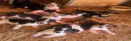 Meticcio cani in regalo: TANTI CUCCIOLI TAGLIA PICCOLA!! Dolcissimi! - Annuncio 1
