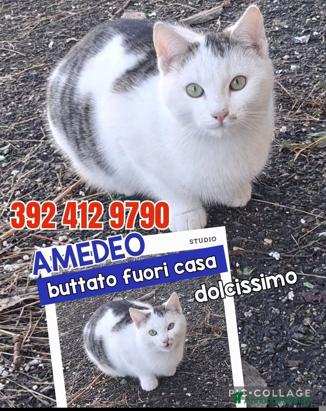 Europeo gatti in regalo: AMEDEO❤️ - Annuncio 1