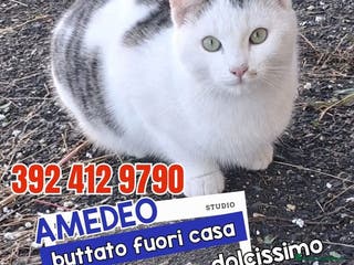 Europeo gatti AMEDEO❤️ - Annuncio 14