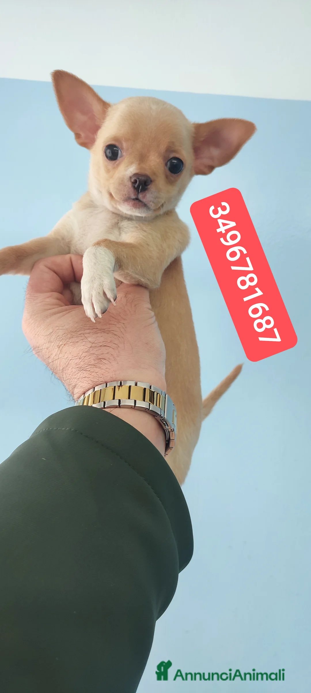 Chihuahua cani in vendita: CHIHUAHUA stupendo coccolino - Annuncio 1