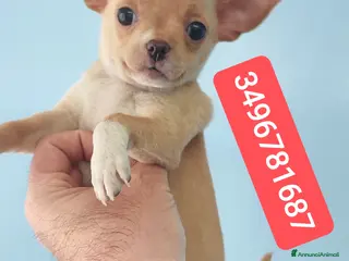 Chihuahua cani CHIHUAHUA stupendo coccolino - Annuncio 6