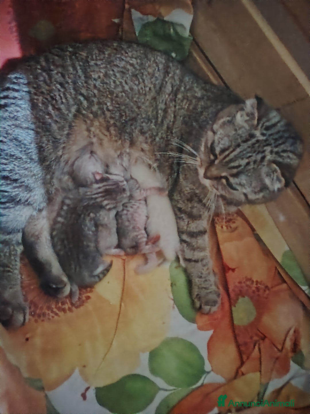 Scottish gatti in vendita: SCOTTISH FOLD E STRAIGHT CON PEDIGREE APERTO a Provincia di Bergamo - Immagine 15