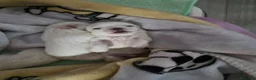 Maltese cani in vendita: Cucciolo maschietto maltese  - Annuncio 6