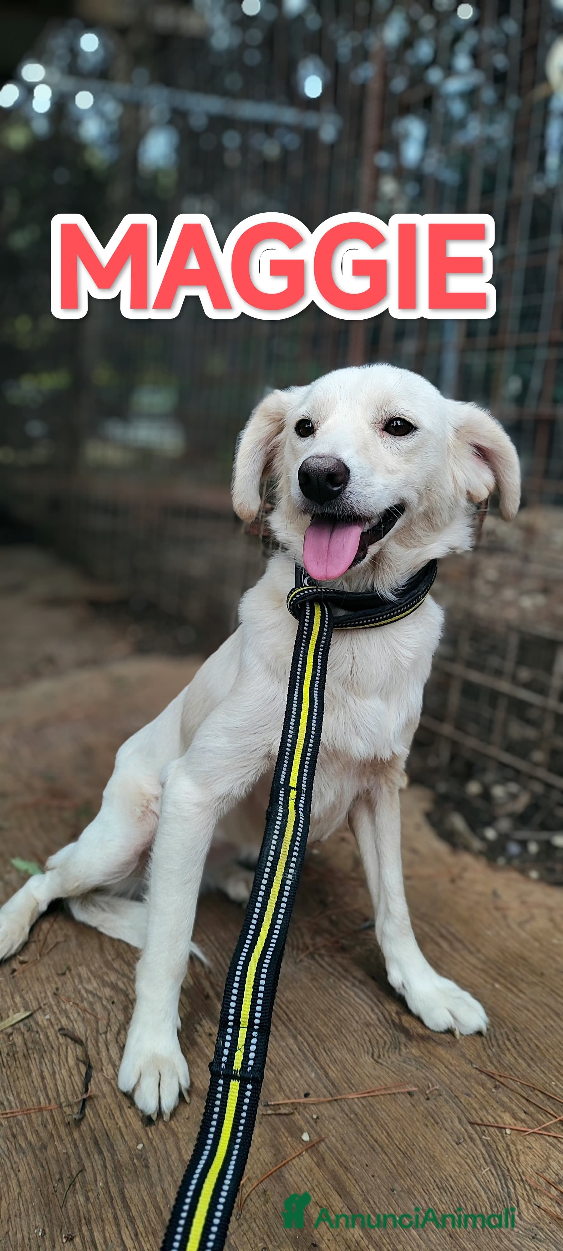 Meticcio cani in regalo: Meggie in adozione  - Annuncio 1