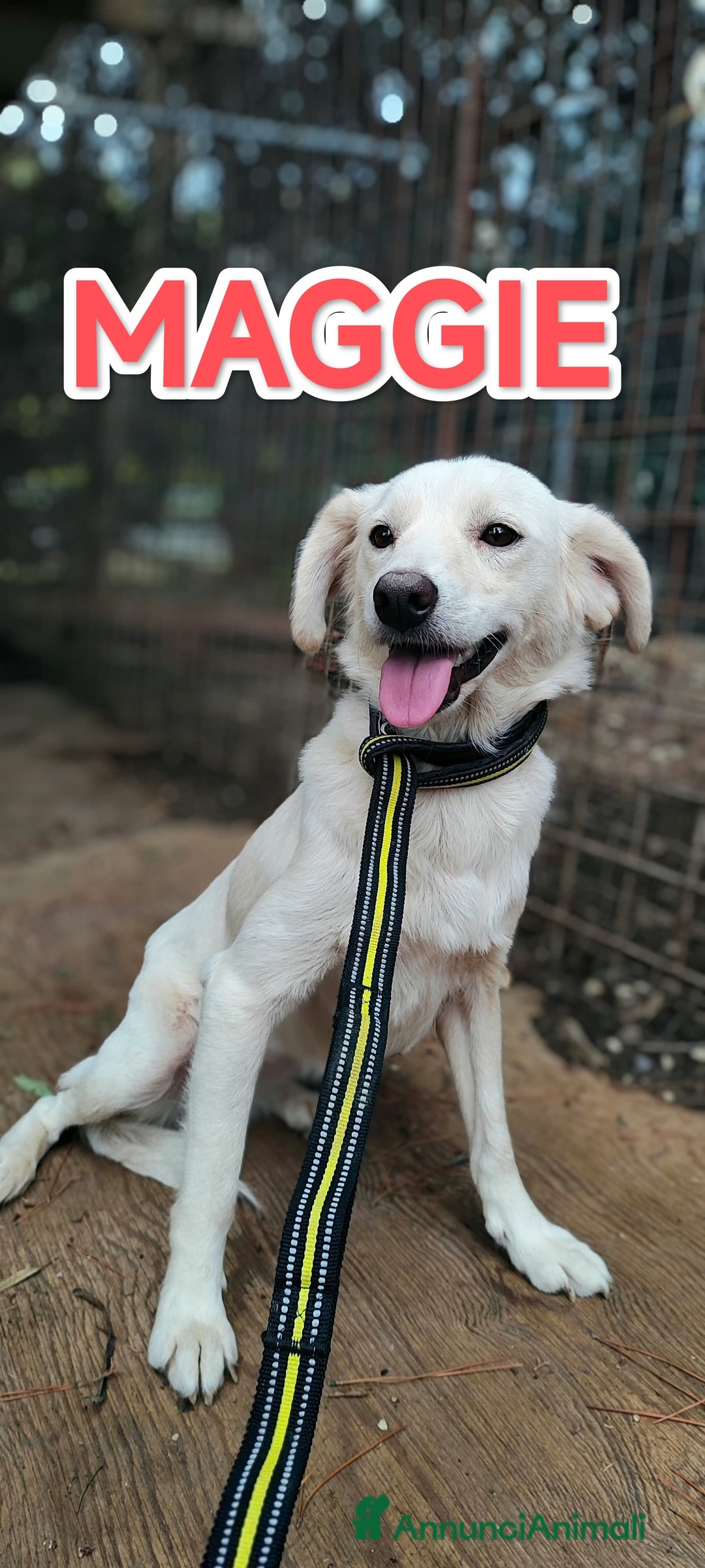 Meticcio cani in regalo: Meggie in adozione  - Annuncio 1