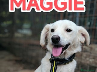 Meticcio cani in regalo: Meggie in adozione - Annuncio 1