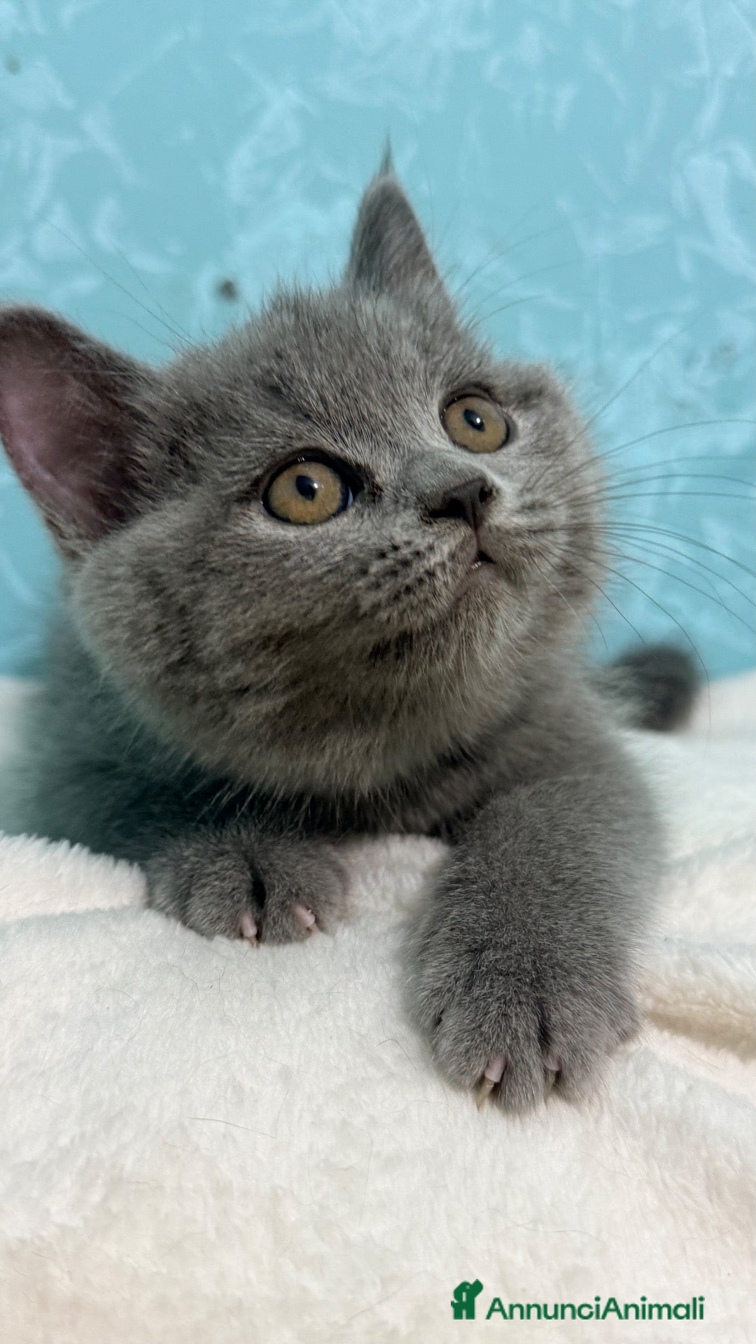 Scottish gatti Gattino scottish straight  - Annuncio 8