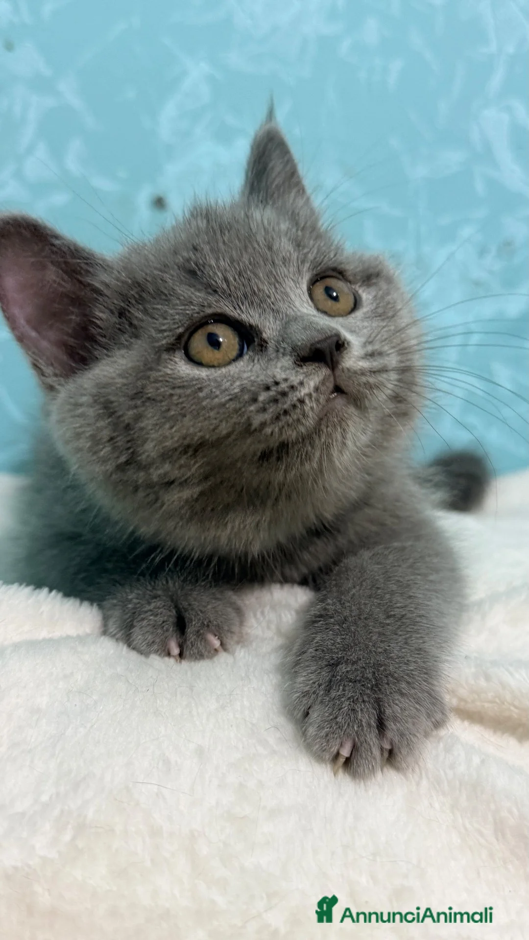 Scottish gatti in vendita: Gattino scottish straight  - Annuncio 1