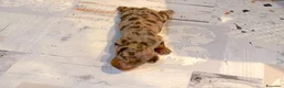 Bassotto cani in vendita: Cuccioli bassotto con pedigree - Annuncio 6