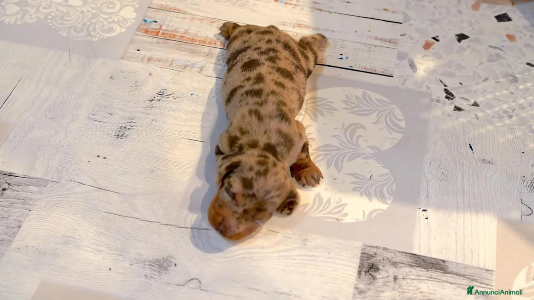 Bassotto cani in vendita: Cuccioli bassotto con pedigree - Annuncio 6