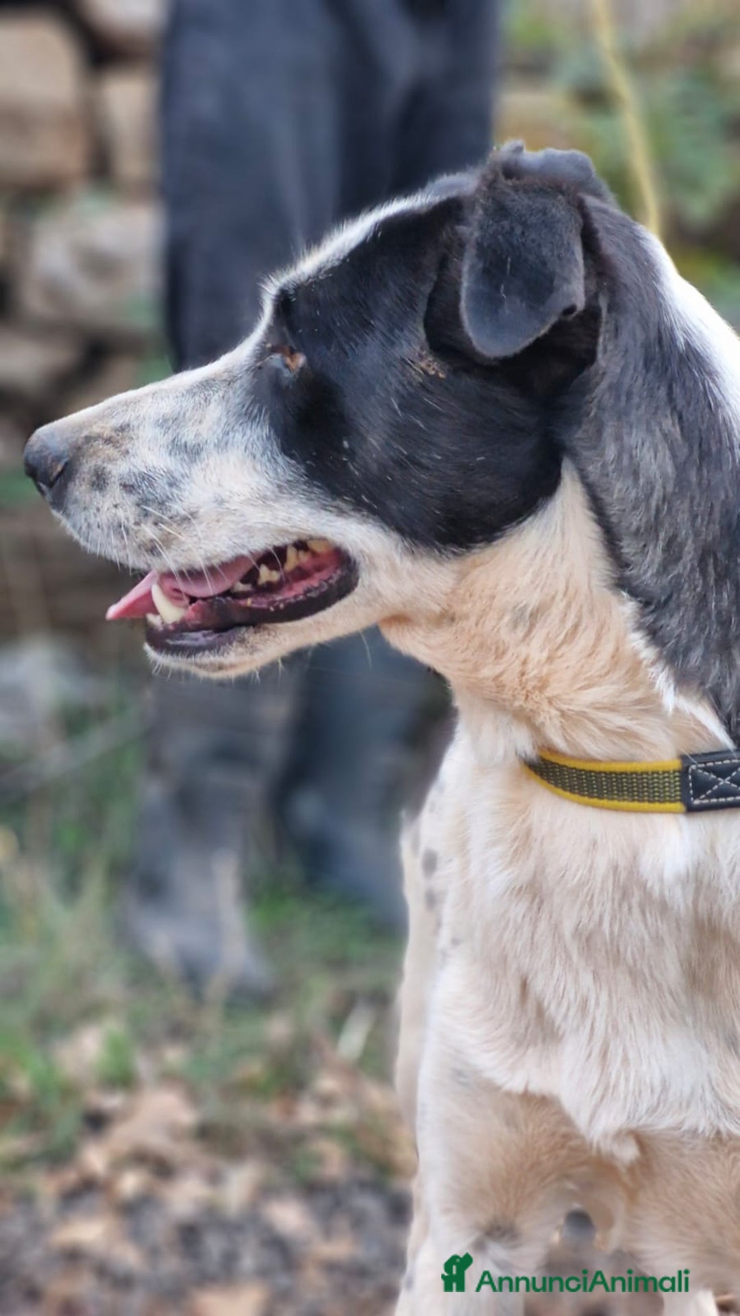 Meticcio cani in regalo: Daisy, una splendida meticcia - Annuncio 3