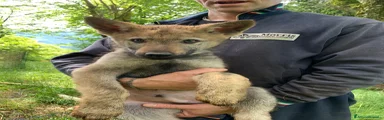 Lupo Cecoslovacco Cucciolo 1