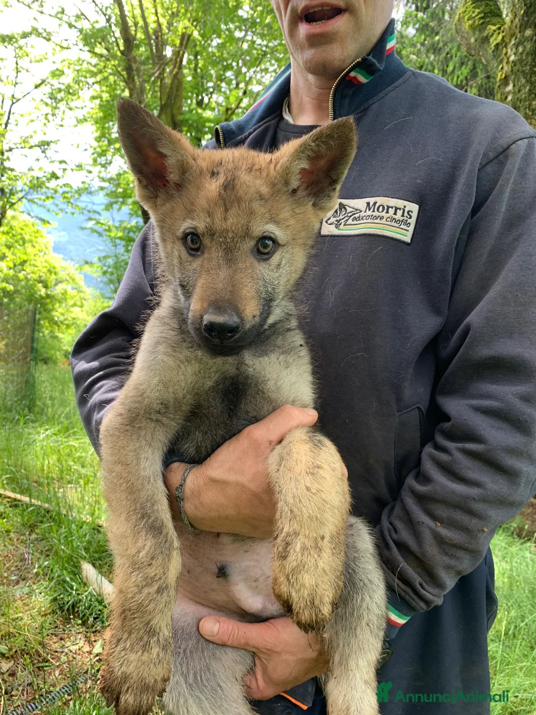 Lupo Cecoslovacco cani in vendita: Cucciolo maschio cane lupo cecoslovacco  - Annuncio 2