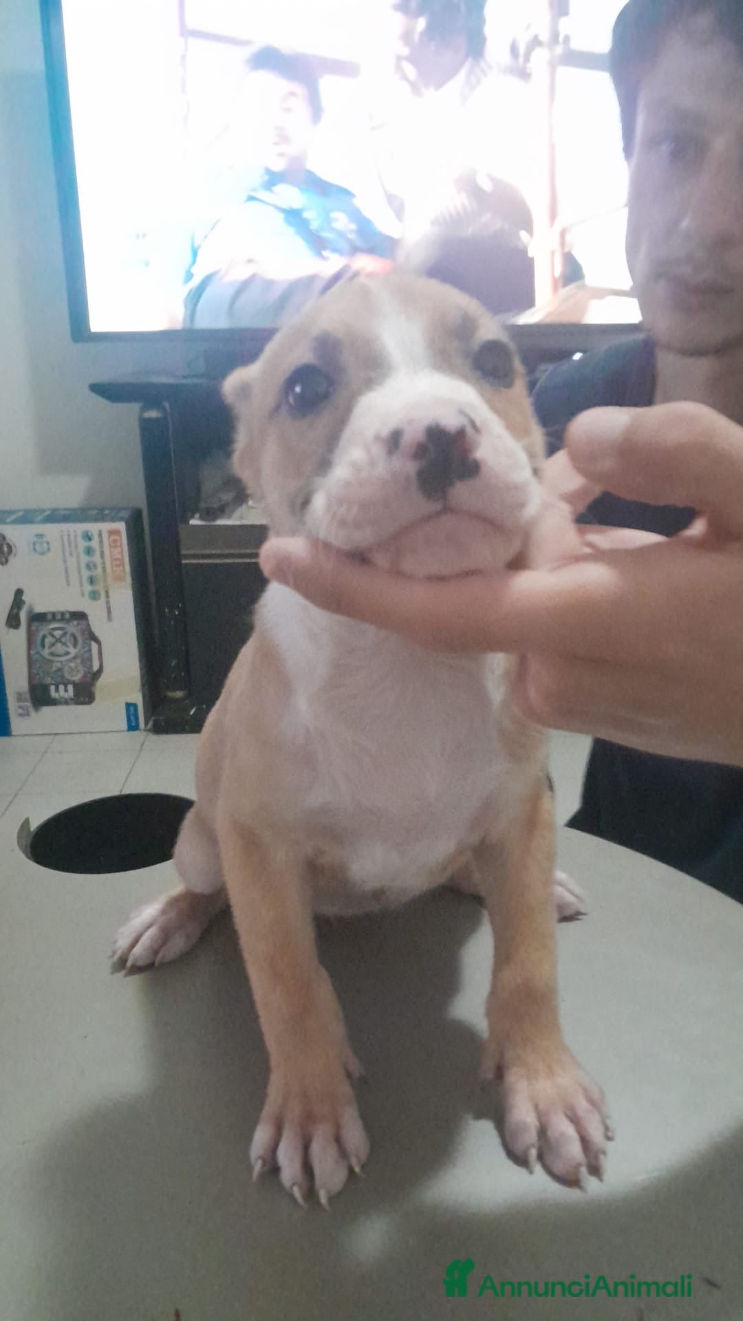 Pitbull cani in vendita: CUCCIOLI DI PITBULL a Provincia di Viterbo - Immagine 25