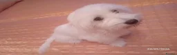 Maltese cani in vendita: Cucciola di razza maltese di 5 mesi - Annuncio 3