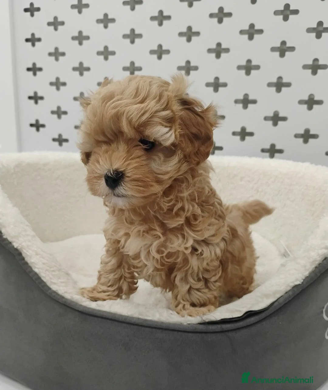 Meticcio cani in vendita: Cucciolata di 4 maschietti di Maltipoo - Annuncio 22