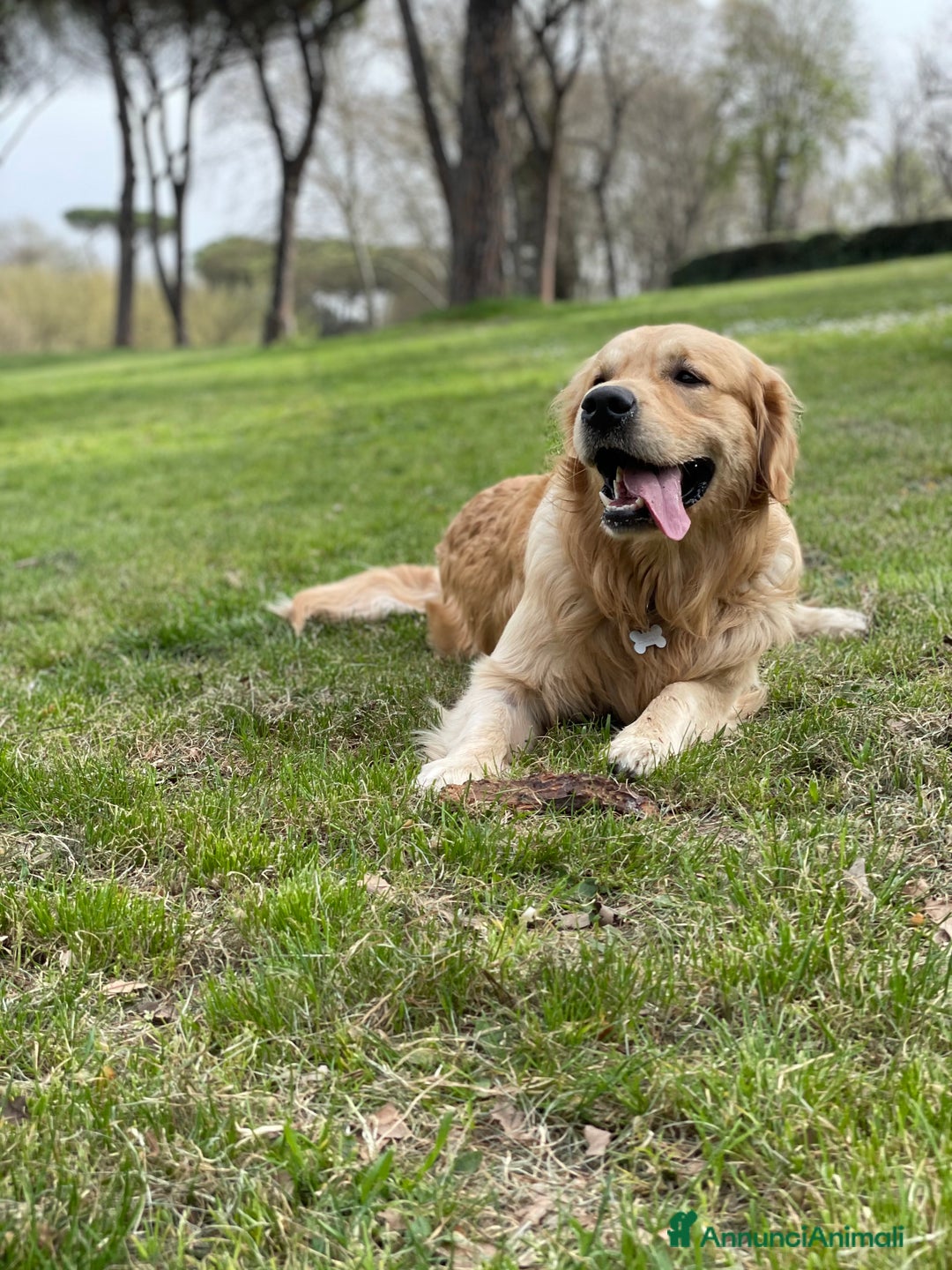 Golden Retriever cani per accoppiamento: Gregorio cerca la sua dolce metà 🐶❤️ a Provincia di Frosinone - Annuncio 5