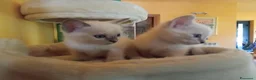 Ragdoll gatti in regalo: Regalo 2 gattine incrocio di Ragdoll - Annuncio 2
