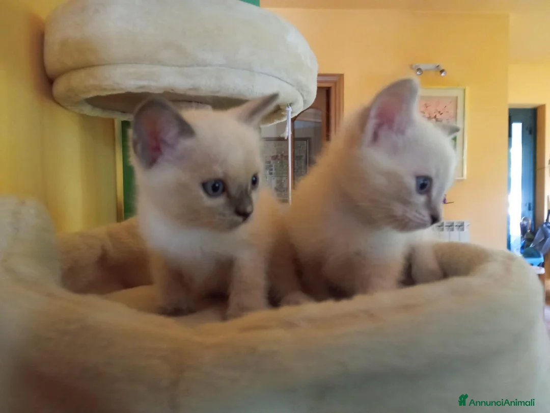 Ragdoll gatti in regalo: Regalo 2 gattine incrocio di Ragdoll - Annuncio 2