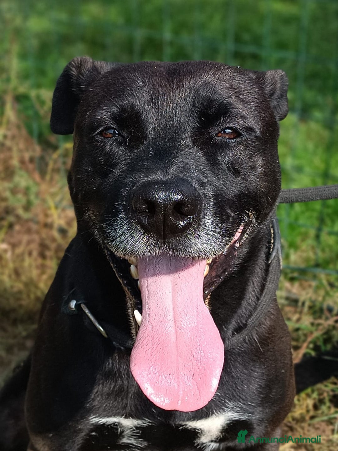 Pitbull cani in regalo: Boris, impossibile non innamorarsi di lui  - Annuncio 1