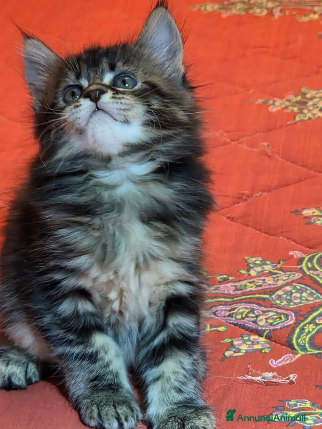 Maine Coon gatti in vendita: Vendo Cuccioli di Maine Coon - Annuncio 30