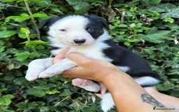 Border Collie cani in vendita: Cuccioli Border collie linea da lavoro  a Provincia di Modena - Immagine 10